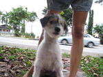 Puppy Jingles - Terrier + Jack Russell Terrier Dog