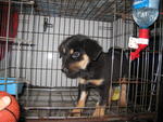 Jacobs - Rottweiler Mix Dog