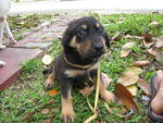 Jacobs - Rottweiler Mix Dog