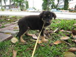 Jacobs - Rottweiler Mix Dog