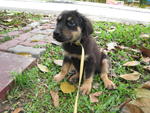 Jacobs - Rottweiler Mix Dog