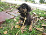 Jacobs - Rottweiler Mix Dog