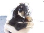 Jacobs - Rottweiler Mix Dog