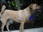 Lili - Mixed Breed Dog