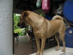 Lili - Mixed Breed Dog