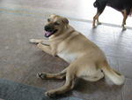 Lili - Mixed Breed Dog