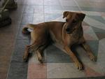 Haley - Mixed Breed Dog