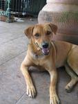 Haley - Mixed Breed Dog