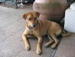 Haley - Mixed Breed Dog