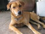 Haley - Mixed Breed Dog