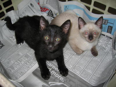 Oscar &amp; Percy - Siamese Cat