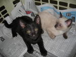 Oscar &amp; Percy - Siamese Cat