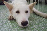 Bon Bon - White German Shepherd Mix Dog