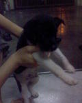 my name is babu...........i am male..he is very active n playful!!! ...(