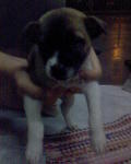 my name is bibo........i m a female....(she is a very shy girl)