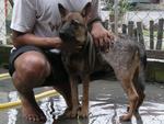 Lakshman - Mixed Breed Dog