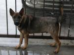 Lakshman - Mixed Breed Dog