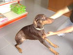 Ms Doby - Doberman Pinscher Dog