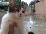 Manja,comel,tiger,angel - Domestic Medium Hair + Tabby Cat