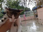 Manja,comel,tiger,angel - Domestic Medium Hair + Tabby Cat