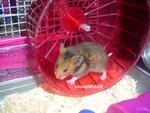 Brownie - Syrian / Golden Hamster Hamster