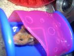 Brownie - Syrian / Golden Hamster Hamster