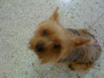 Leo - Yorkshire Terrier Yorkie Dog