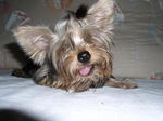 Leo - Yorkshire Terrier Yorkie Dog