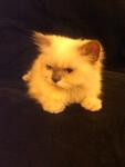 Chucky - Persian Cat