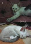 Female Kittens :)