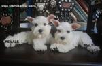 Taiwan Line White Schnauzer Puppies - Schnauzer Dog