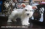 Taiwan Line White Schnauzer Puppies - Schnauzer Dog