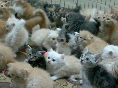 Malacca Persian Kittens - Persian Cat