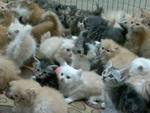 Malacca Persian Kittens - Persian Cat