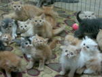 Malacca Persian Kittens - Persian Cat