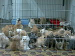 Malacca Persian Kittens - Persian Cat