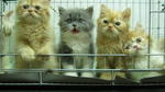 Malacca Persian Kittens - Persian Cat