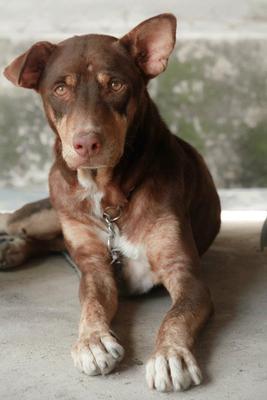 Handsome The Biggy Gwiggy Boy - Mixed Breed Dog