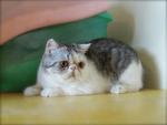 Cfa Silver Tabby &amp; White Exotic Sh - Exotic Shorthair Cat