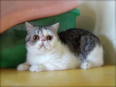 Cfa Silver Tabby &amp; White Exotic Sh - Exotic Shorthair Cat