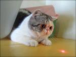 Cfa Silver Tabby &amp; White Exotic Sh - Exotic Shorthair Cat