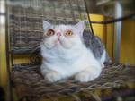 Cfa Silver Tabby &amp; White Exotic Sh - Exotic Shorthair Cat