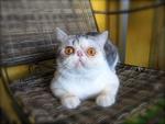 Cfa Silver Tabby &amp; White Exotic Sh - Exotic Shorthair Cat