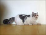 Cfa Silver Tabby &amp; White Exotic Sh - Exotic Shorthair Cat