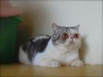 Cfa Silver Tabby &amp; White Exotic Sh - Exotic Shorthair Cat