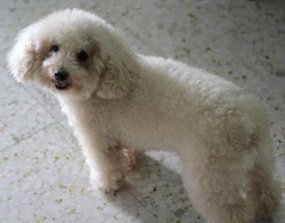 Fifi - Poodle Dog