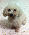 Fifi - Poodle Dog