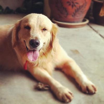 Bailey - Golden Retriever Dog