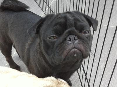 Blackie - Pug Dog