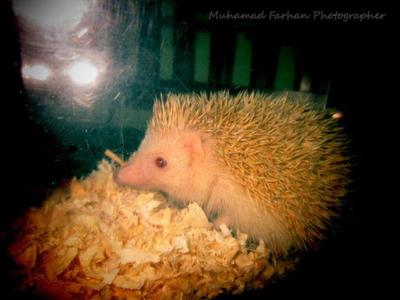 Albino Hedgehog - Hedgehog Small & Furry